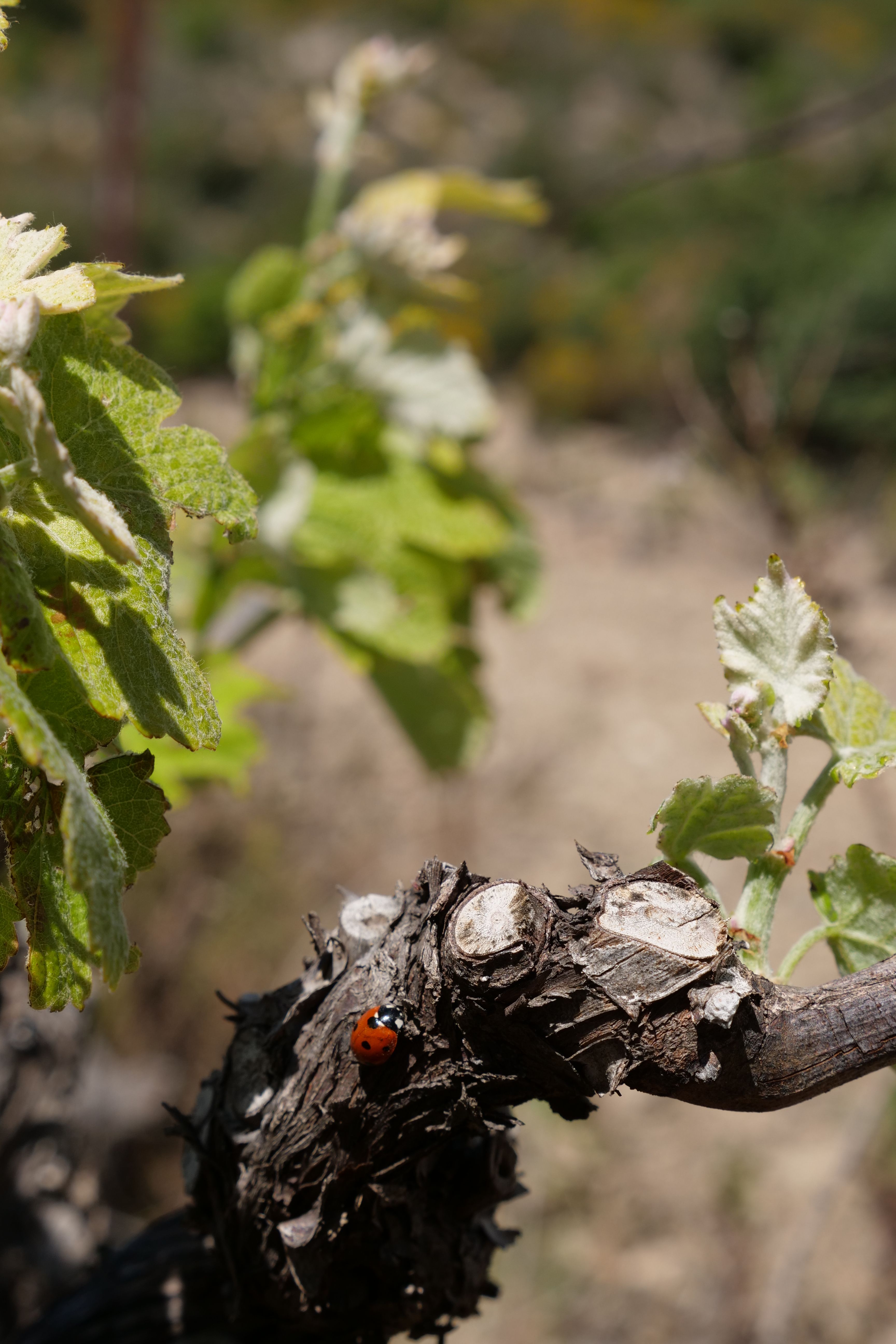 Domaine sous la Montagne